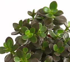 Dickblatt - Crassula ovata minor