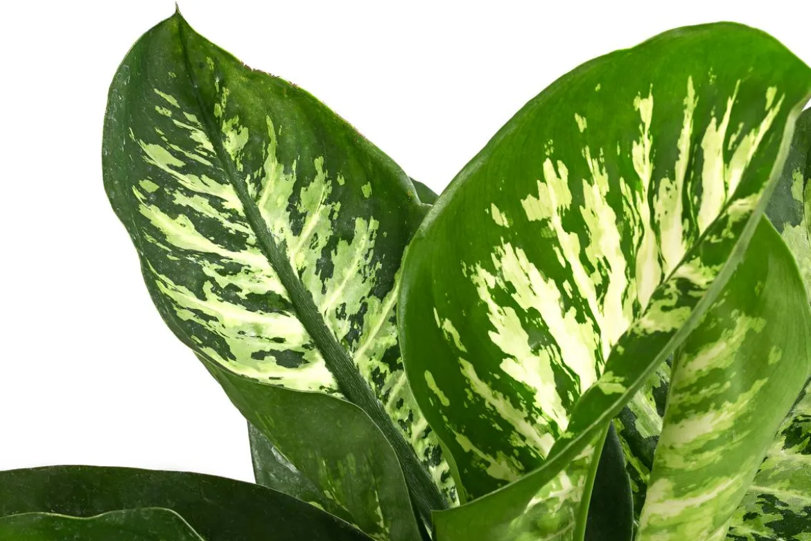 Dieffenbachie - Dieffenbachia 'Tropic'