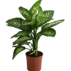 Dieffenbachie - Dieffenbachia 'Tropic'