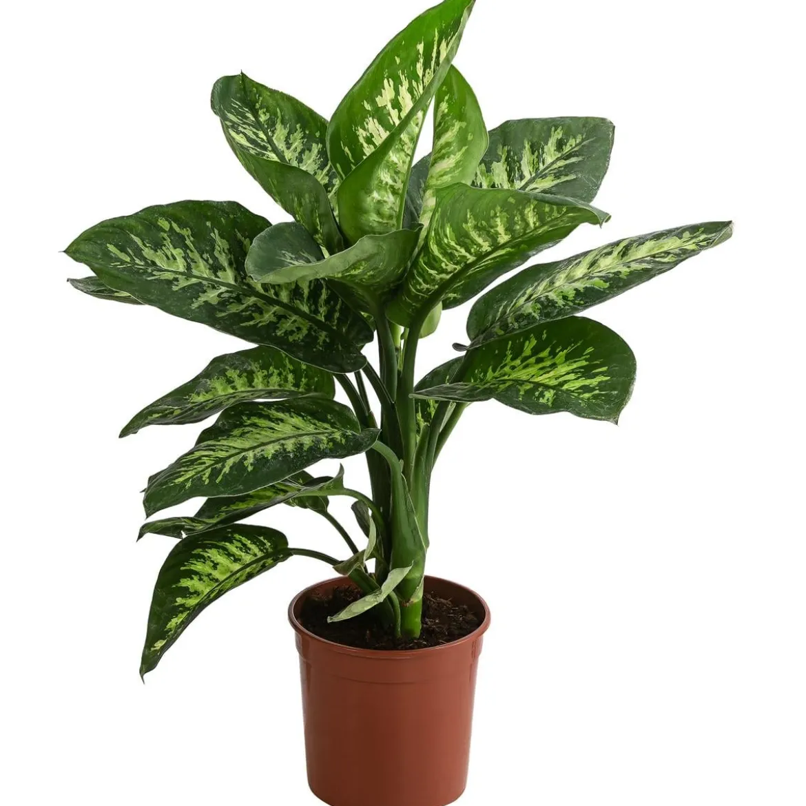 Dieffenbachie - Dieffenbachia 'Tropic'