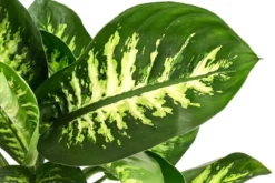 Dieffenbachie - Dieffenbachia 'Tropic Snow'