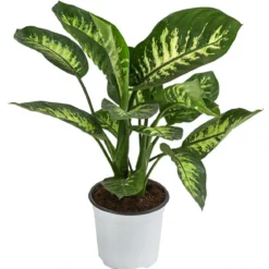 Dieffenbachie - Dieffenbachia 'Tropic Snow'