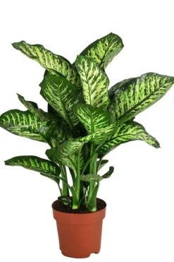 Dieffenbachie - Dieffenbachia seguine 'Maroba'