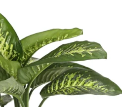 Dieffenbachie - Dieffenbachia amoena 'Reeva'
