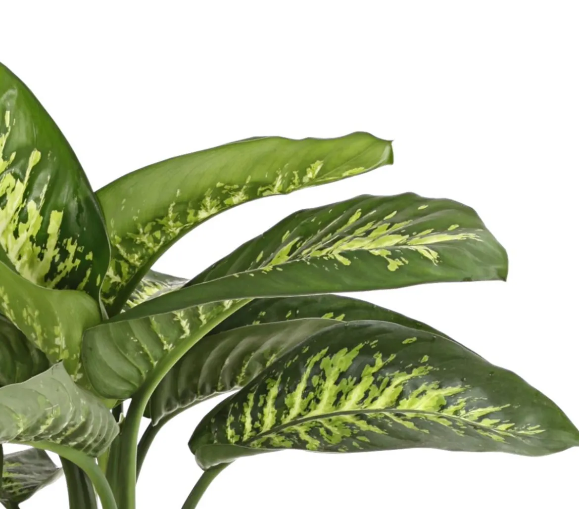 Dieffenbachie - Dieffenbachia amoena 'Reeva'