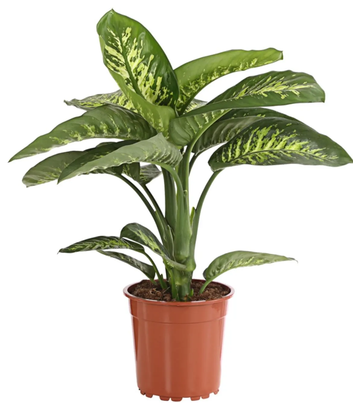 Dieffenbachie - Dieffenbachia amoena 'Reeva'