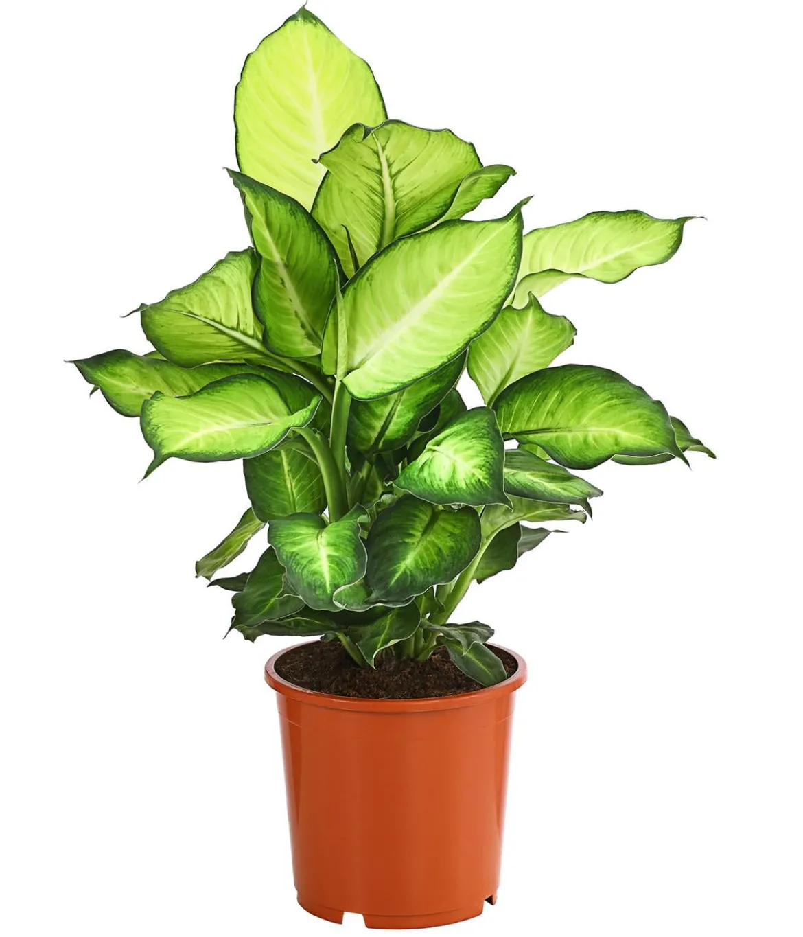 Dieffenbachie - Dieffenbachia 'Summerstyle'