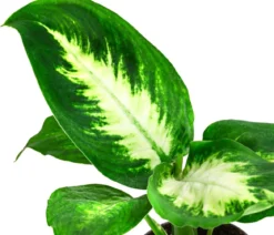 Dieffenbachie - Dieffenbachia
