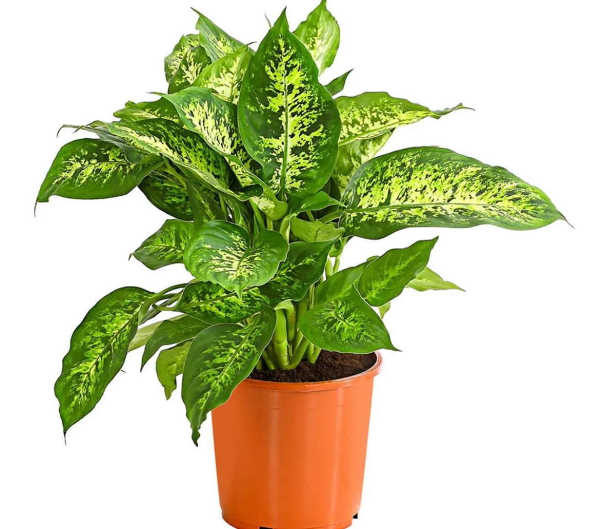 Dieffenbachie - Dieffenbachia seguine compacta