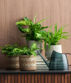 Dieffenbachie - Dieffenbachia seguine compacta