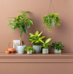 Dieffenbachie - Dieffenbachia maculata 'Camilla'