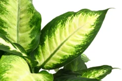 Dieffenbachie - Dieffenbachia maculata 'Camilla'