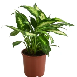 Dieffenbachie - Dieffenbachia maculata 'Camilla'