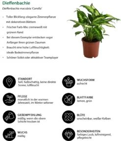Dieffenbachie - Dieffenbachia maculata 'Camilla'
