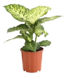 Dieffenbachie - Dieffenbachia 'Mars'