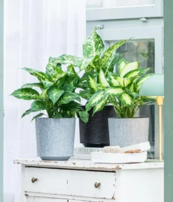 Dieffenbachie - Dieffenbachia 'Mars'