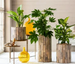 Dieffenbachie - Dieffenbachia 'Mars'