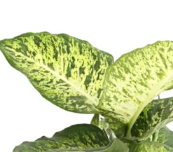Dieffenbachie - Dieffenbachia 'Mars'