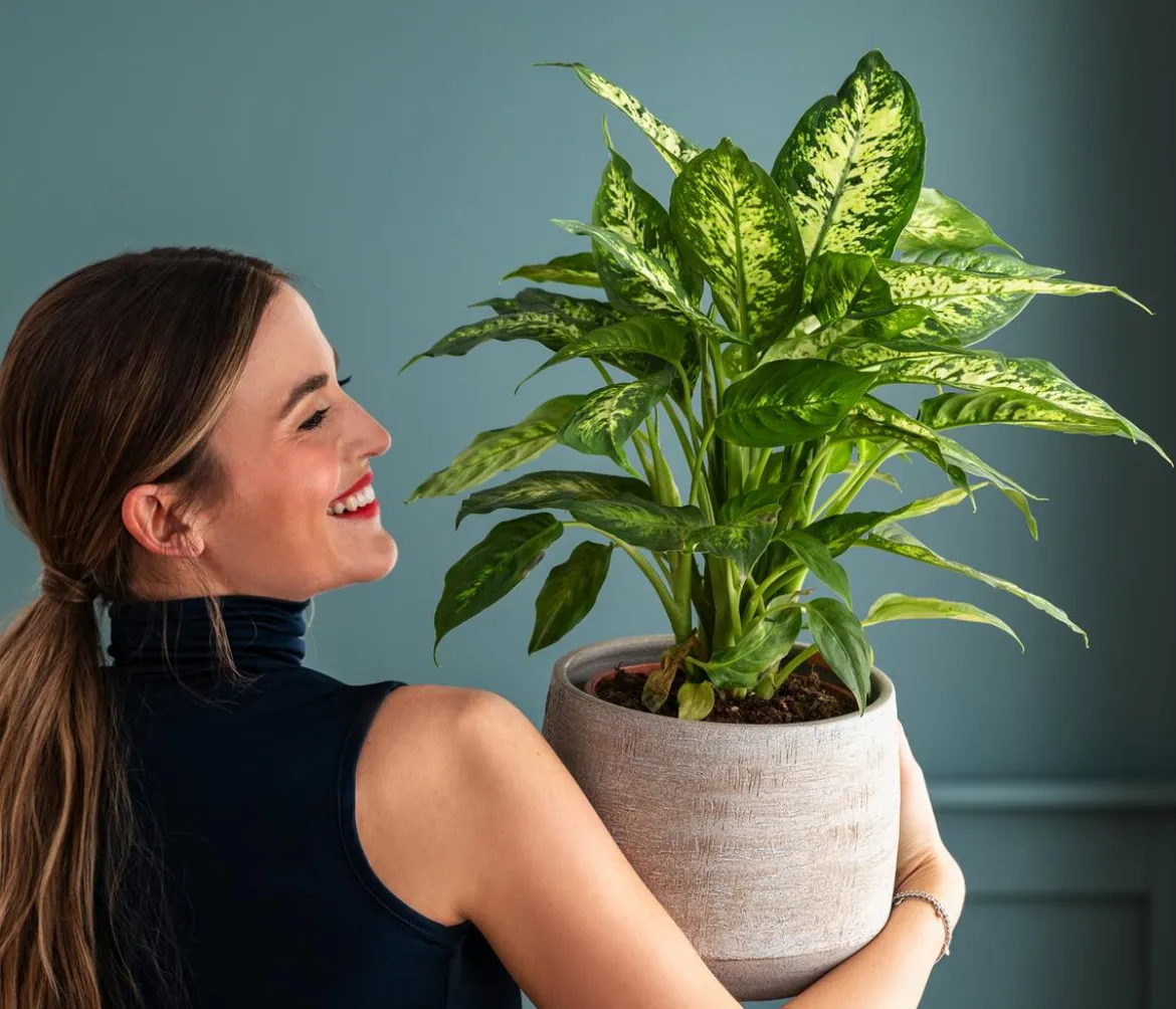 Dieffenbachie - Dieffenbachia 'Mars'