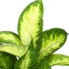 Dieffenbachie - Dieffenbachia maculata, verschiedene Sorten