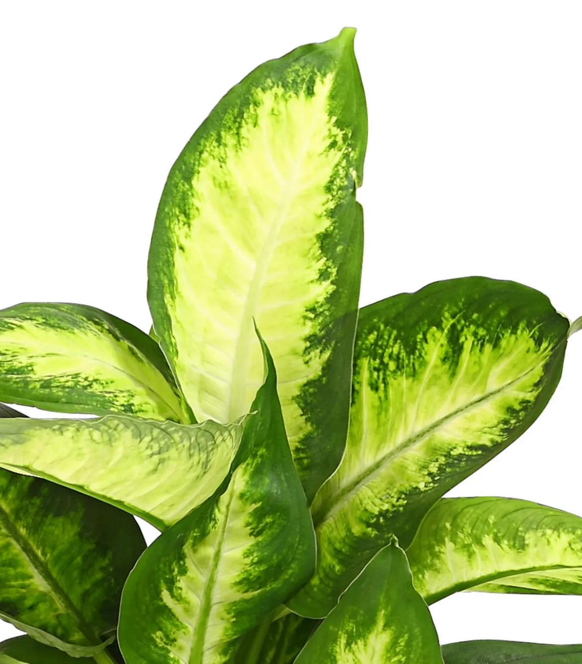 Dieffenbachie - Dieffenbachia maculata, verschiedene Sorten