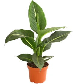 Dieffenbachie - Dieffenbachia maculata, verschiedene Sorten