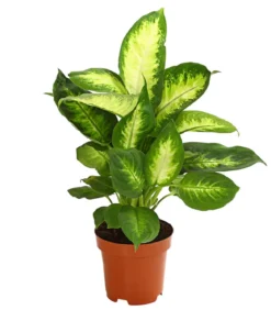 Dieffenbachie - Dieffenbachia maculata, verschiedene Sorten