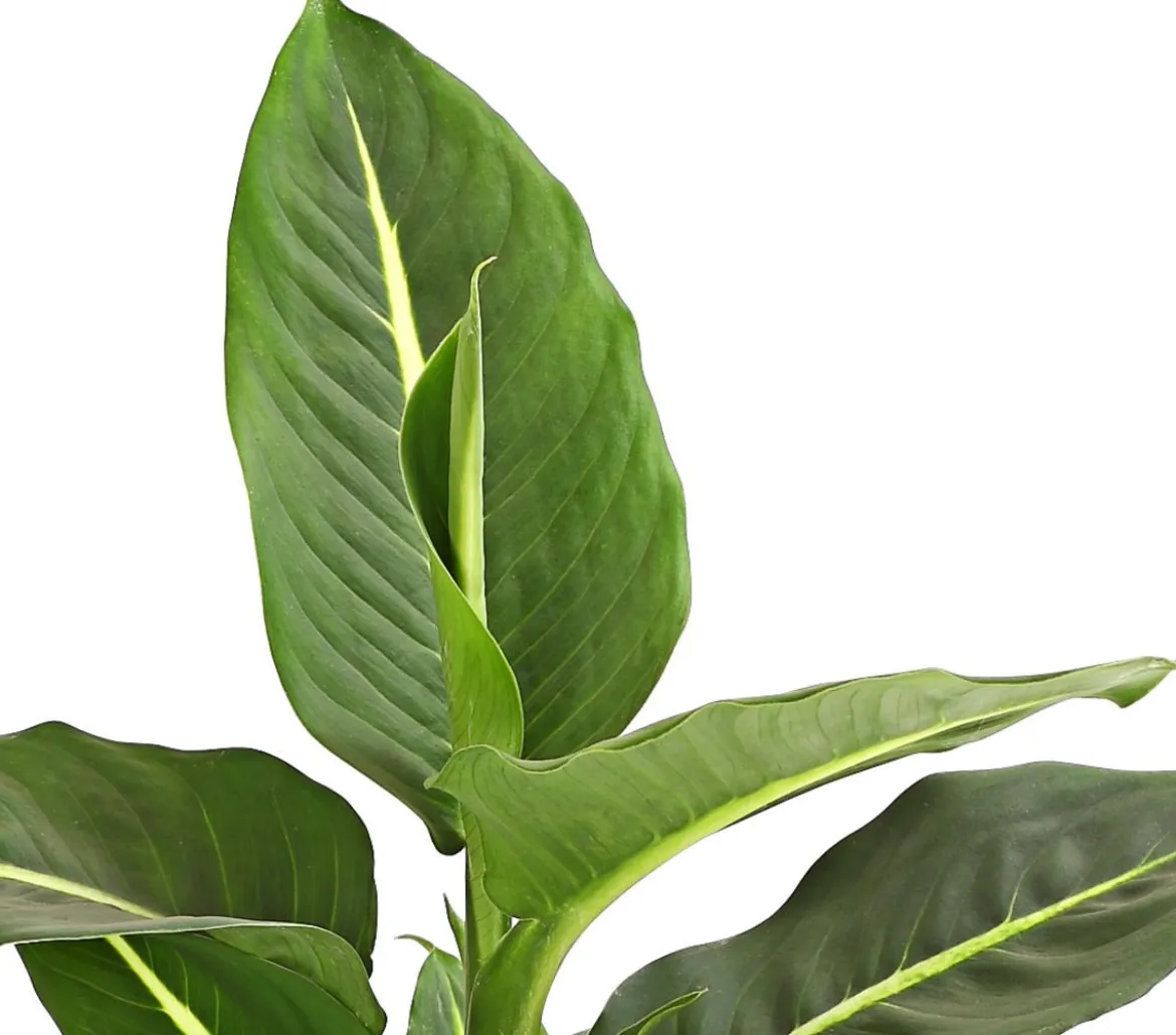 Dieffenbachie - Dieffenbachia maculata, verschiedene Sorten