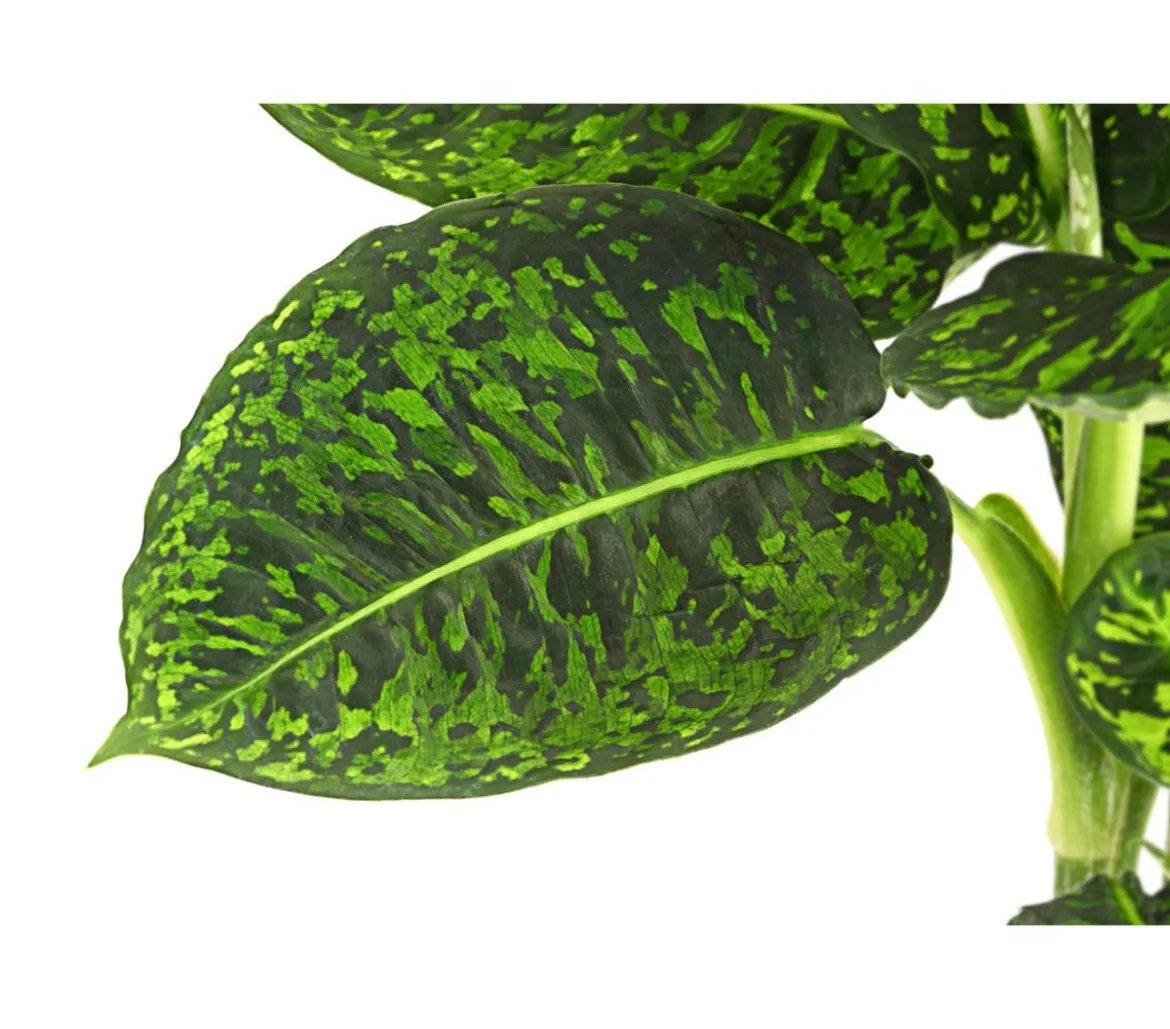 Dieffenbachie - Dieffenbachia seguine 'Reflector'
