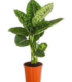 Dieffenbachie - Dieffenbachia seguine 'Reflector'
