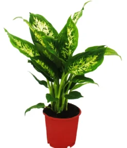 Dieffenbachien-Set - Dieffenbachia, 3-teilig