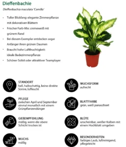 Dieffenbachien-Set - Dieffenbachia, 3-teilig