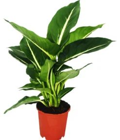 Dieffenbachien-Set - Dieffenbachia, 3-teilig