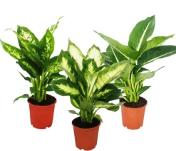 Dieffenbachien-Set - Dieffenbachia, 3-teilig