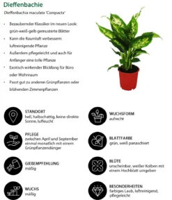 Dieffenbachien-Set - Dieffenbachia, 3-teilig