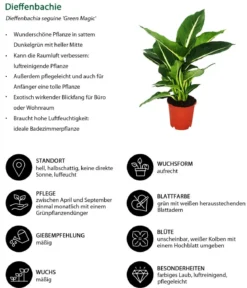 Dieffenbachien-Set - Dieffenbachia, 3-teilig