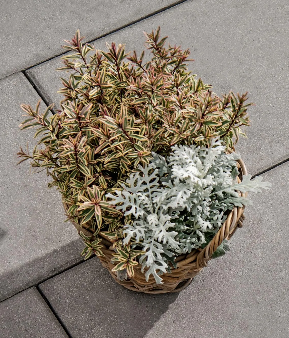 Diephaus Terrassenplatte Rustica, ca. B60/H4/T40 cm