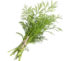 Dill