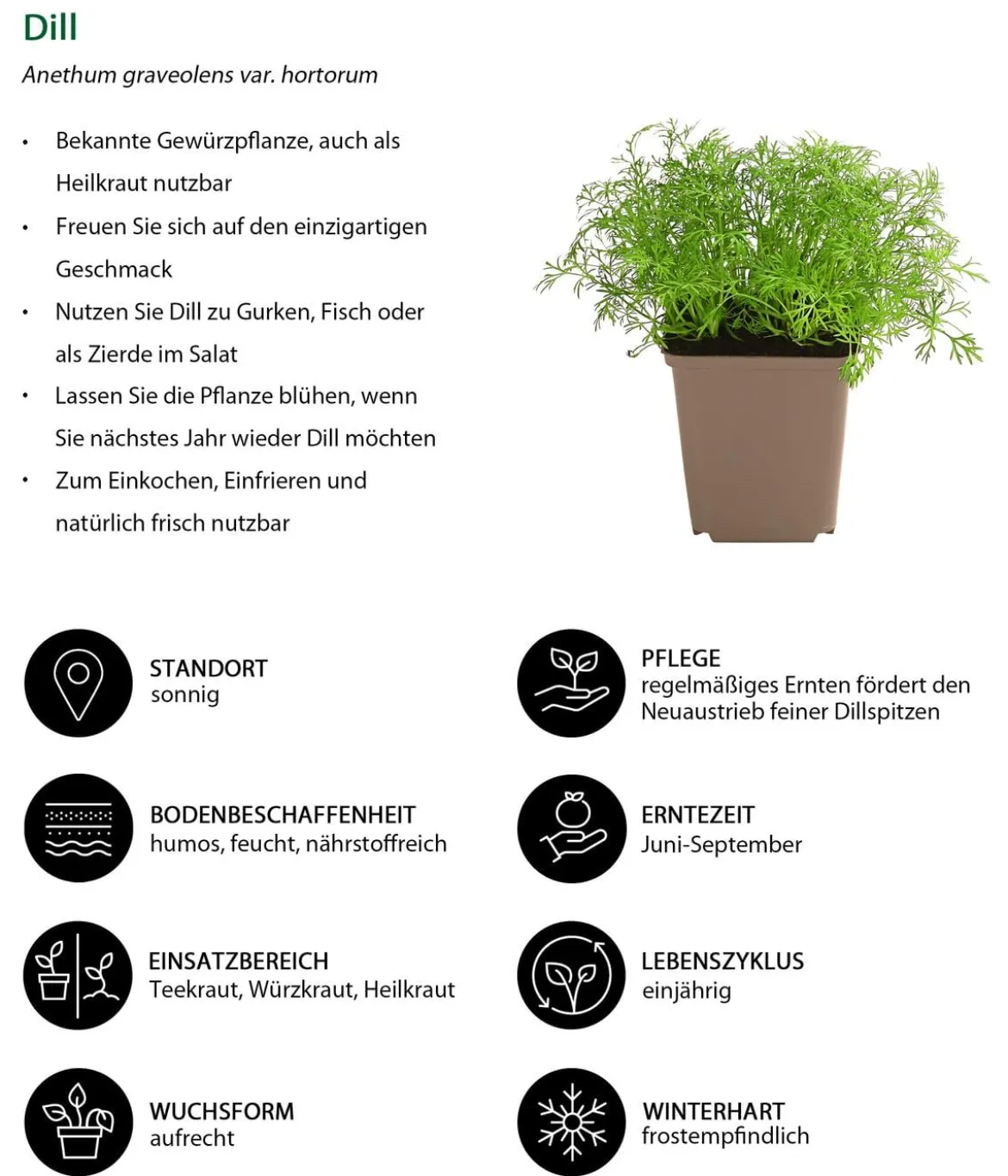 Dill