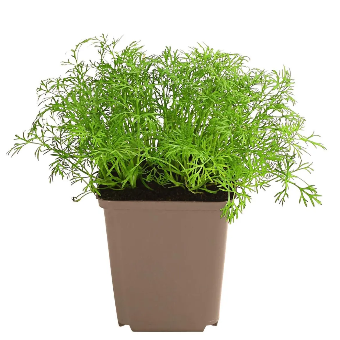 Dill