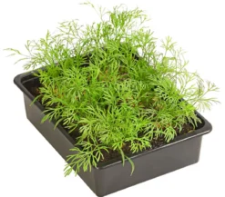 Dill, 6er Schale