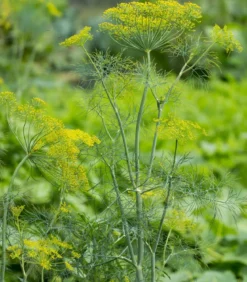 Dill, 6er Schale
