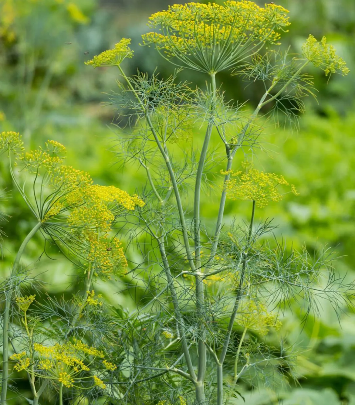 Dill, 6er Schale