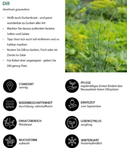 Dill, 6er Schale