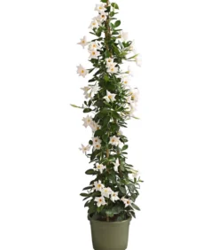 Dipladenie, Pyramide