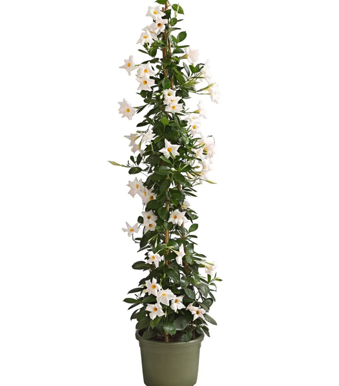 Dipladenie, Pyramide