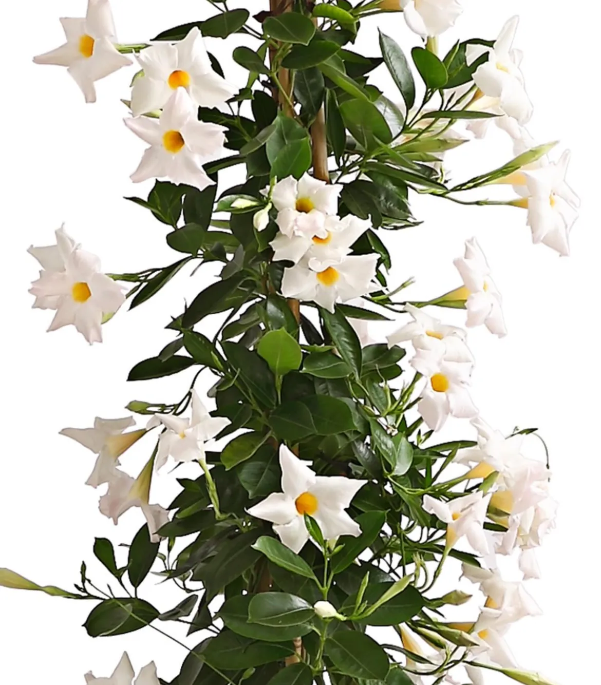 Dipladenie, Pyramide