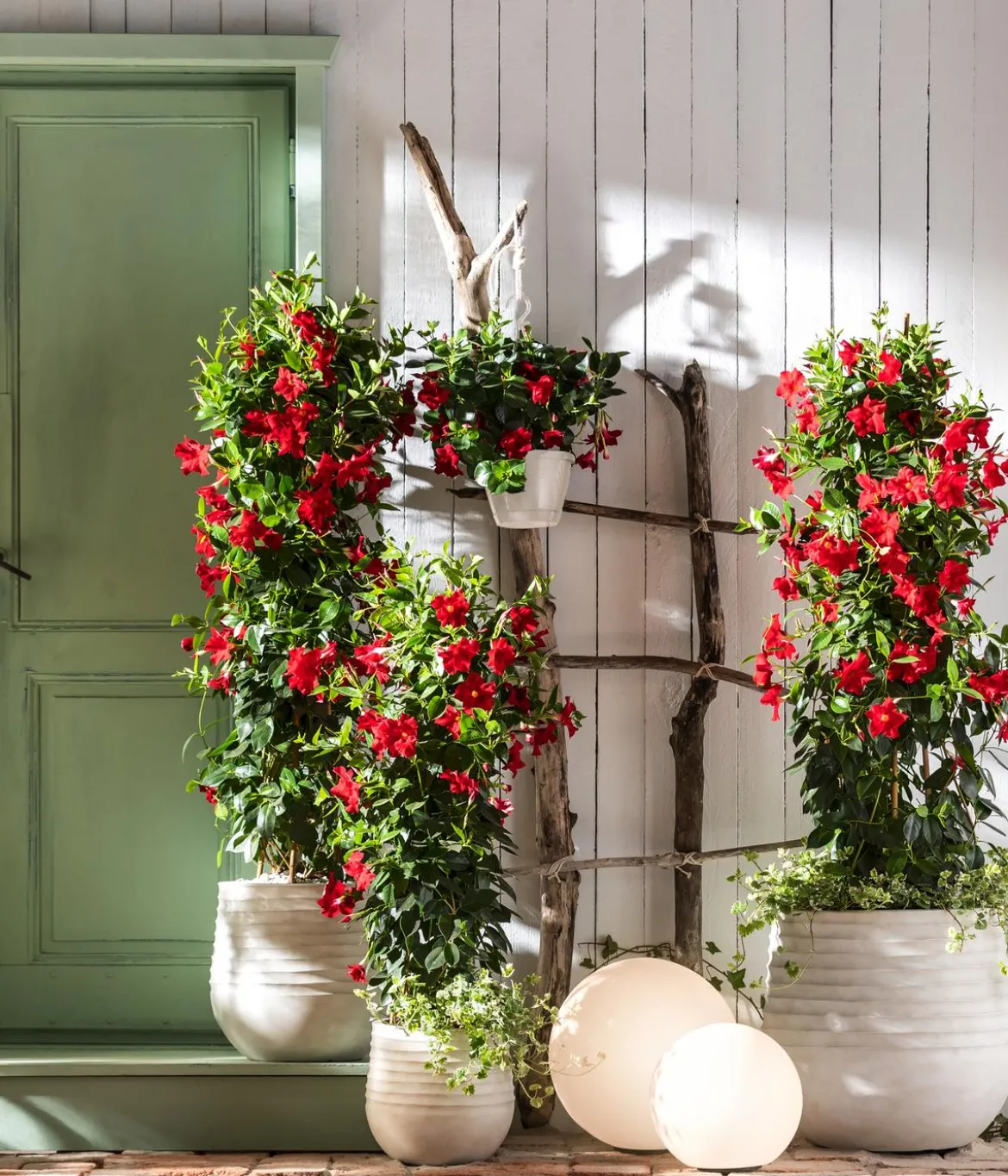 Dipladenie, Pyramide