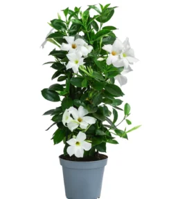 Dipladenie, Pyramide, verschiedene Farben