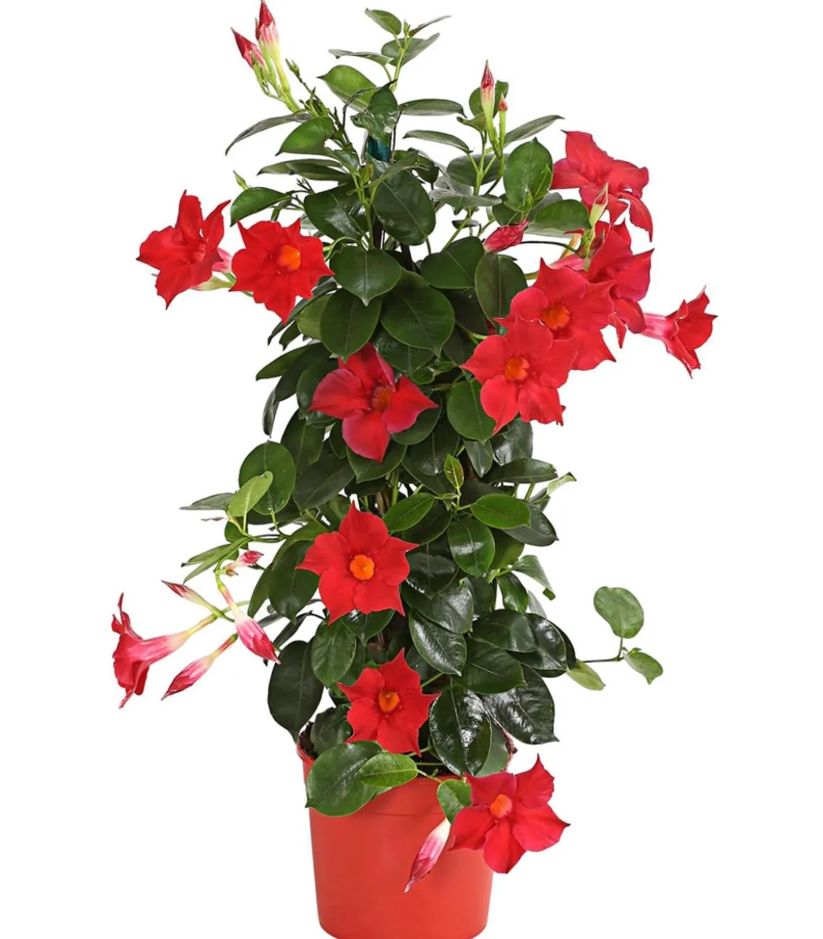 Dipladenie, Pyramide, verschiedene Farben